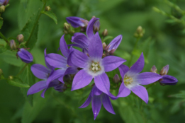 Campanula lactiflora 'Prichard's Variety' bestellen